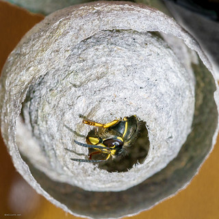 wasp nest | Wasp starting a nest in the shed | David Elliott | Flickr