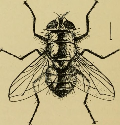 Image From Page 156 Of Quot Handbook Of Medical Entomology Quot 1