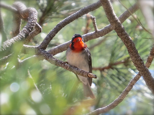 Red-faced Warbler at Madera Canyon in Santa Cruz County, AZ 01