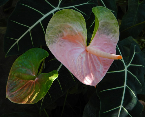 Little Boy Plant (Anthurium) at the Puerto Vallarta Botanical Garden on the Pacific coast of Mexico