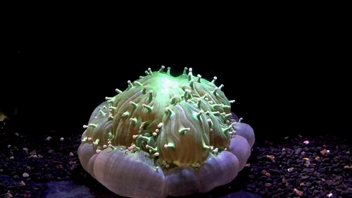 Brett Lewis coral bleaching