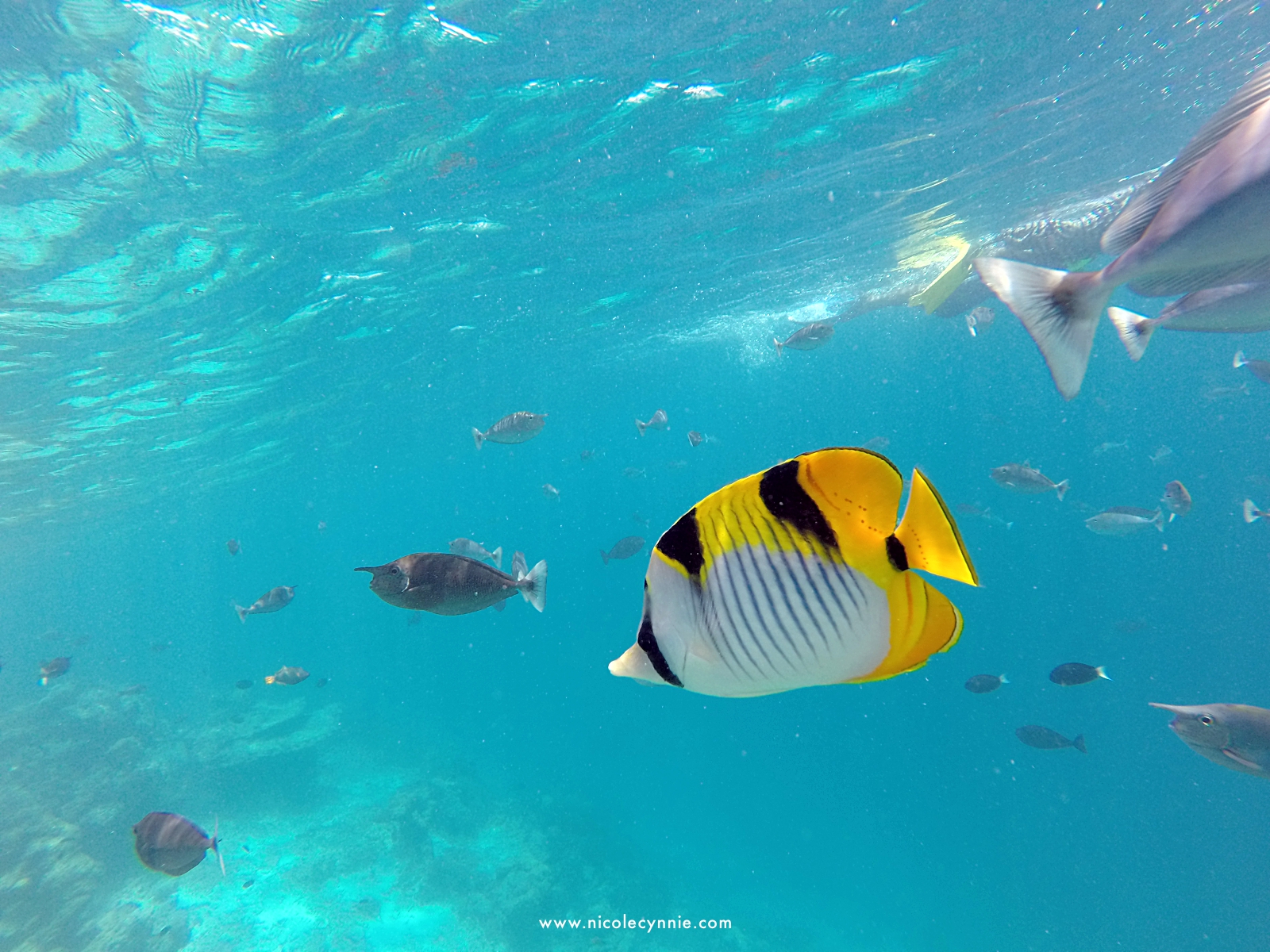 Nicole Cynnie | Surfing @ Turtle Reef, Maldives 1
