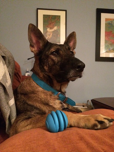 German Shepherd Zille resting on a pillow and looking noble
