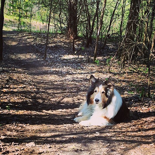Cupcake takes a break at the dog park. 4/17/14