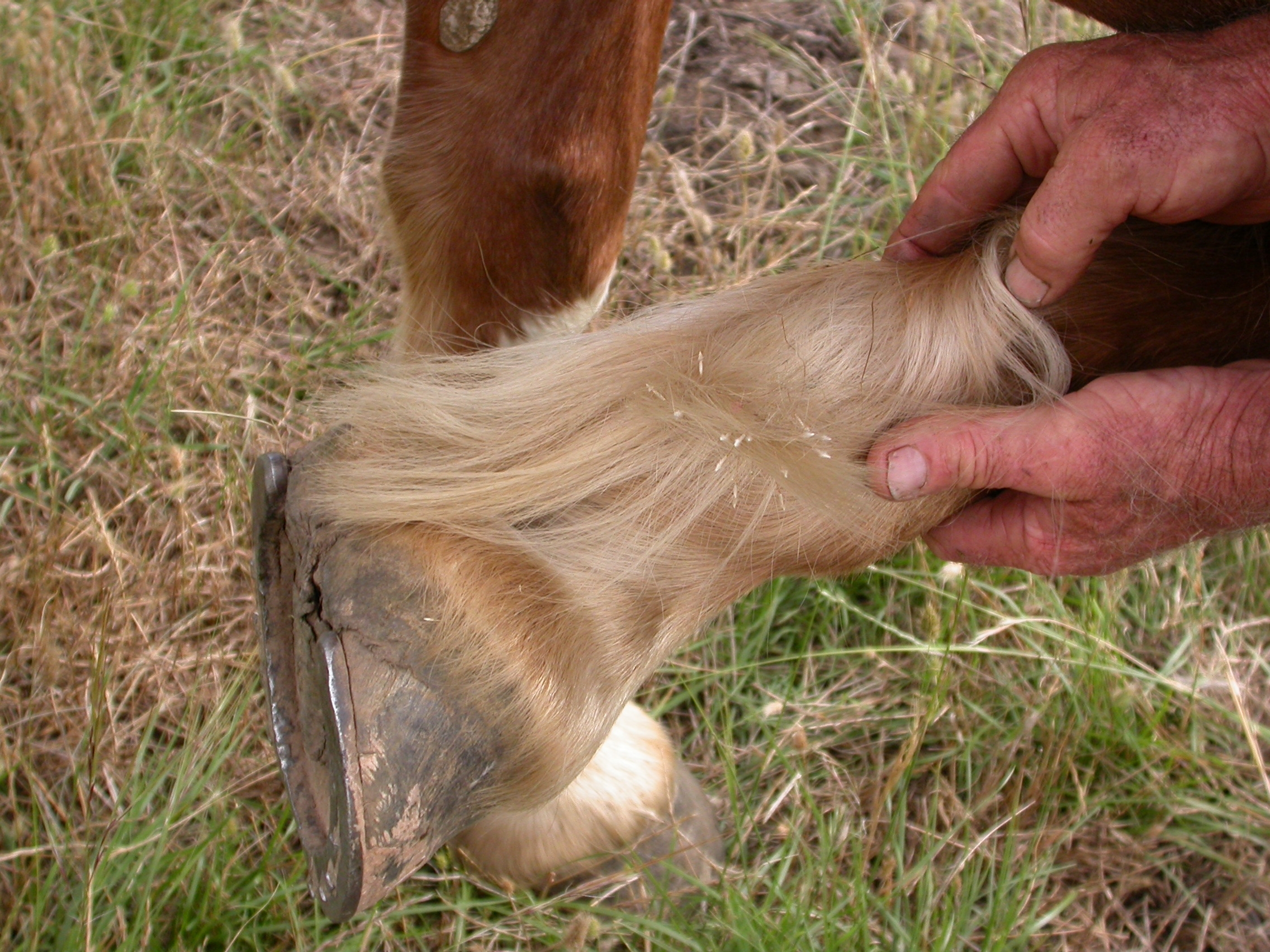 CNG seed attached to animal hoof hair