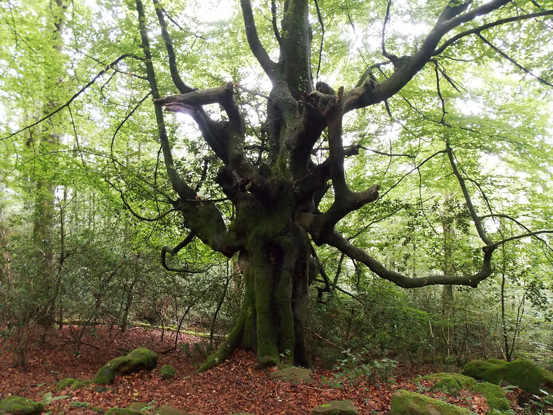 Árboles gigantes / Superlative trees