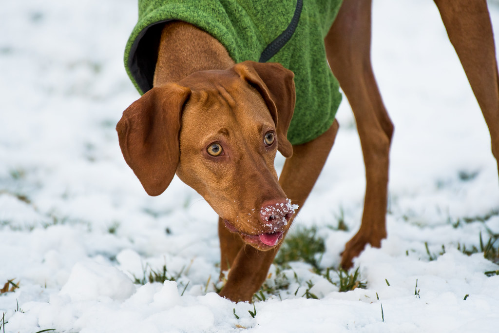 do vizslas have webbed feet