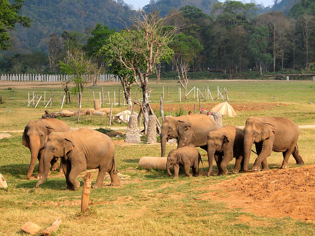 Elephants at Elephant Nature Park