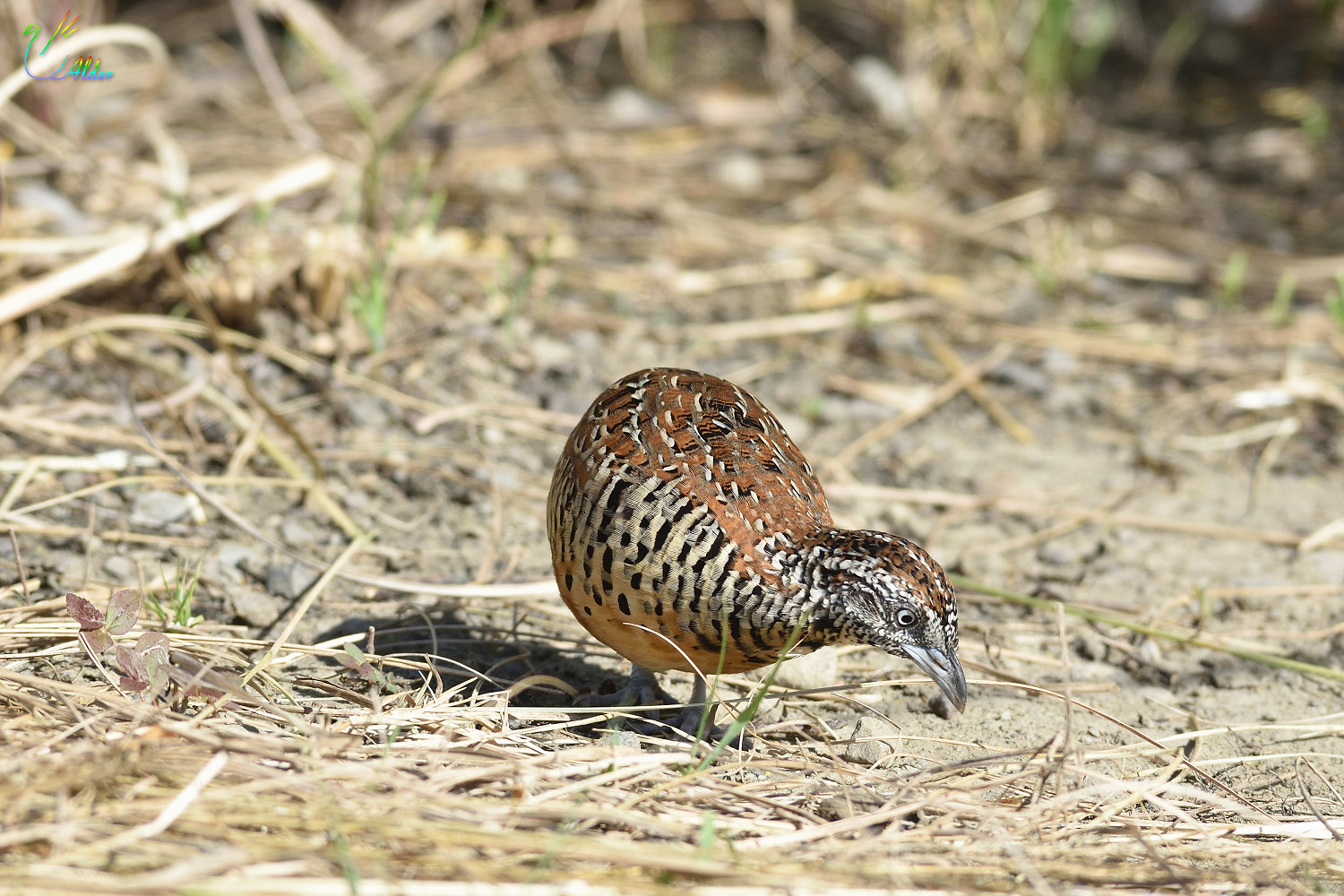 Barred_Buttonquail_2603