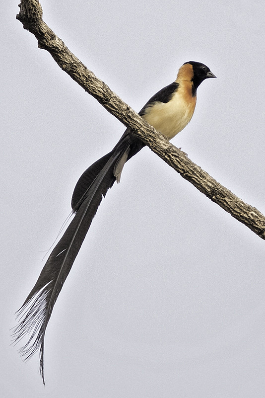 Exclamatory Paradise Whydah The Gambia 2016