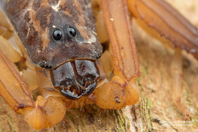 Bark scorpion (Lychas scutilas) - PA090058