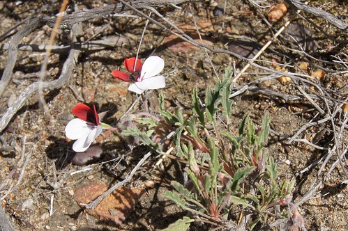 Pelargonium tricolor in habitat