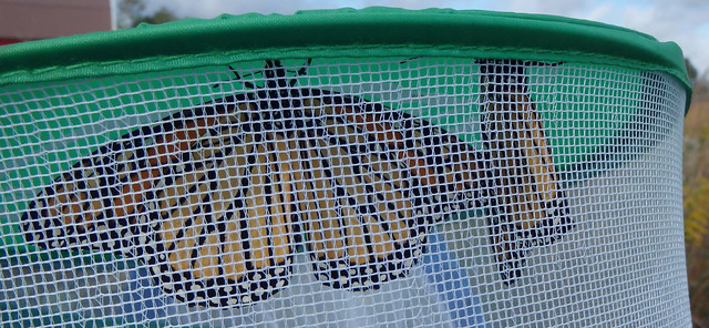 two butterflies inside a mesh monarch cage
