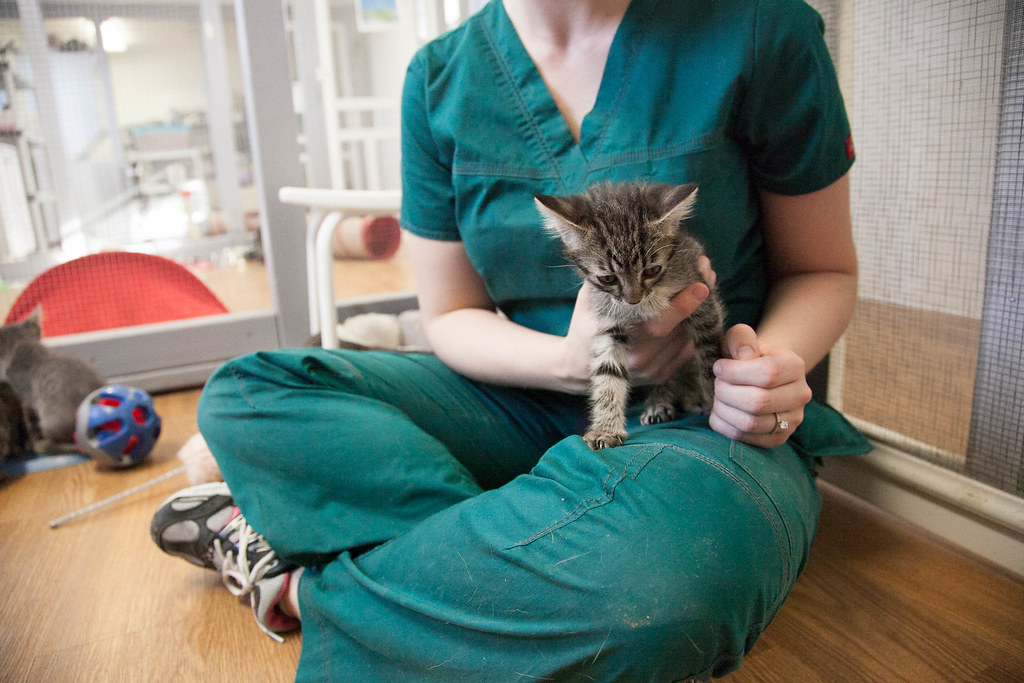 Photo of a vet nurse holding a kitten