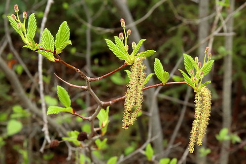 Alnus viridis ssp. crispa