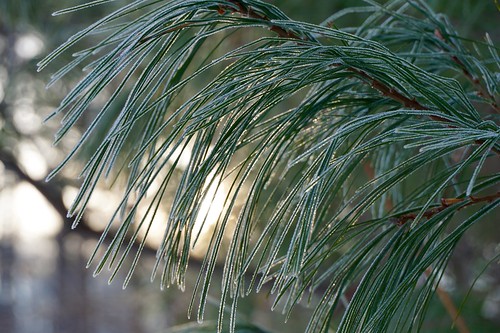 Frosted pine needles