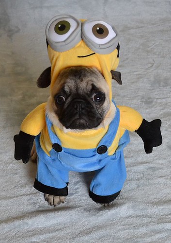 Boo The Minion Pug | Boo The Pug | DaPuglet | Flickr