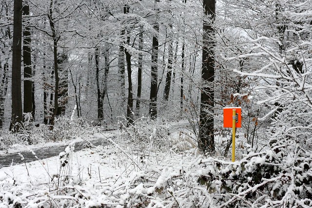 Winter forest II