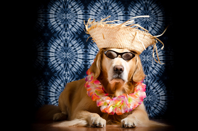Dog in a Beach Hat