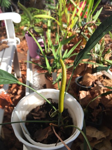 Anthurium fornicifolium inflorescence