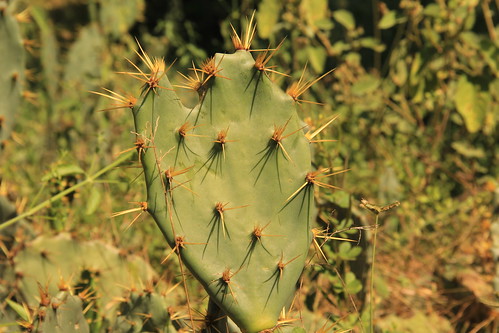 Cool heart-shaped cactus