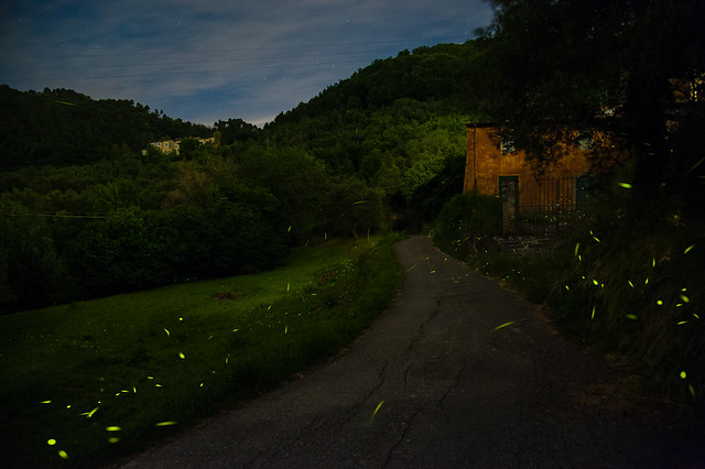 Fireflies 1