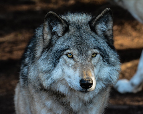 Timber Wolf, Gray Wolf, Loup Gris, Loup des Bois, Canis Lu… | Flickr