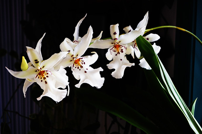 oncidium orchid2