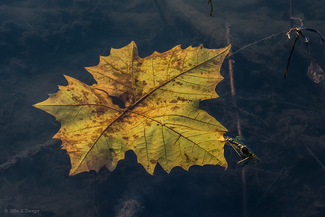 Autumn Leaf on Water
