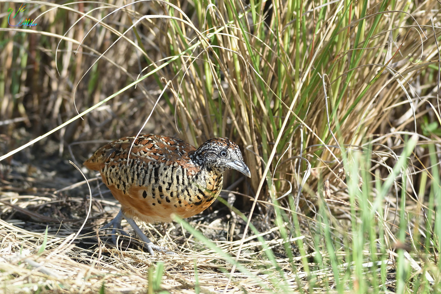Barred_Buttonquail_2579