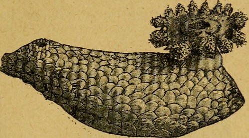Image from page 38 of "Coelents, inodermes, protozoaires" (echinodermes)