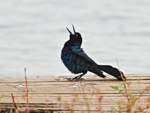 Boat-tailed Grackle display 01-20161119