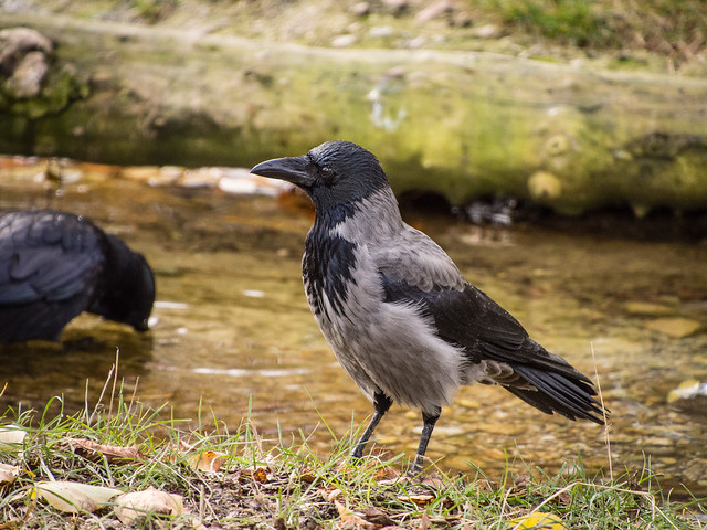 wet Hooded crow