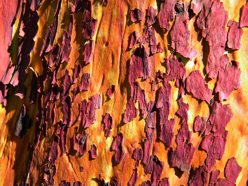 Arbutus bark patterns in orange and dark red (Vancouver Island, BC, Canada)
