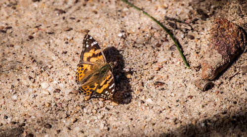Butterfly on the Hiking Path