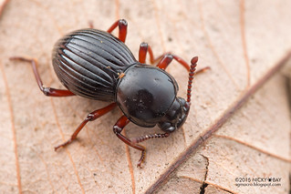 Darkling beetle (Camptobrachys sp.) - DSC_4948