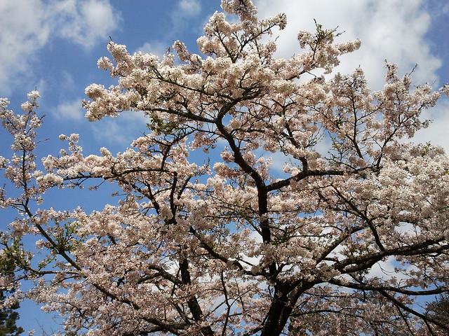 Yoshino cherry blossoms, Taiwan Ali mountain 台灣阿里山工作站前吉野櫻王