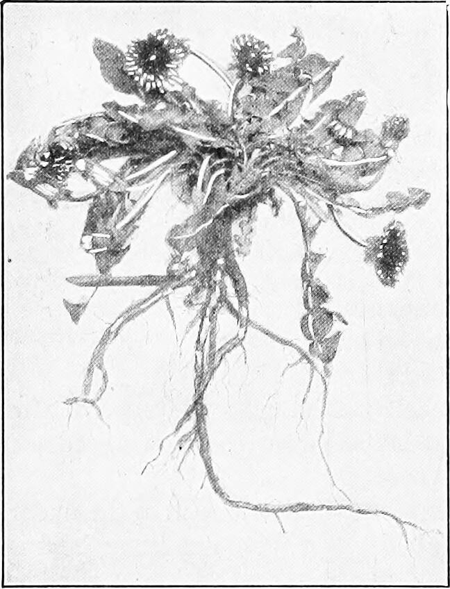 Image result for dandelion taproot