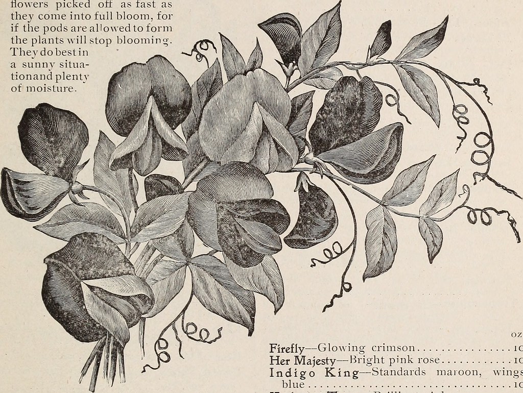 Image From Page 28 Of Annual Catalogue Of Garden Field A Flickr