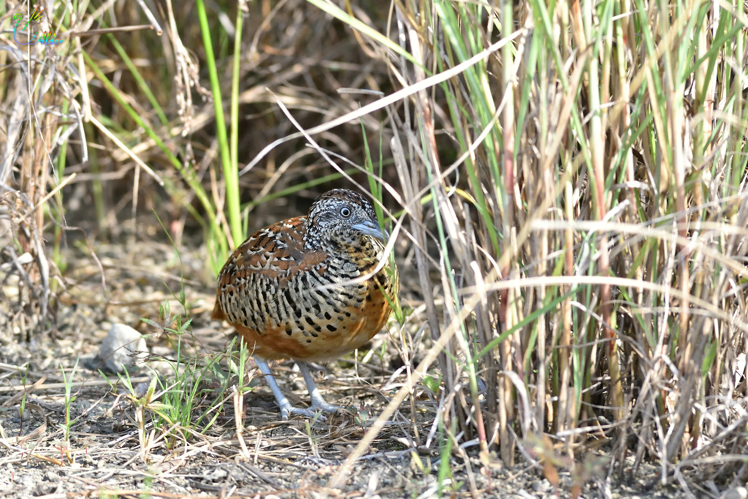 Barred_Buttonquail_2620