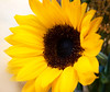 Right Sunflower