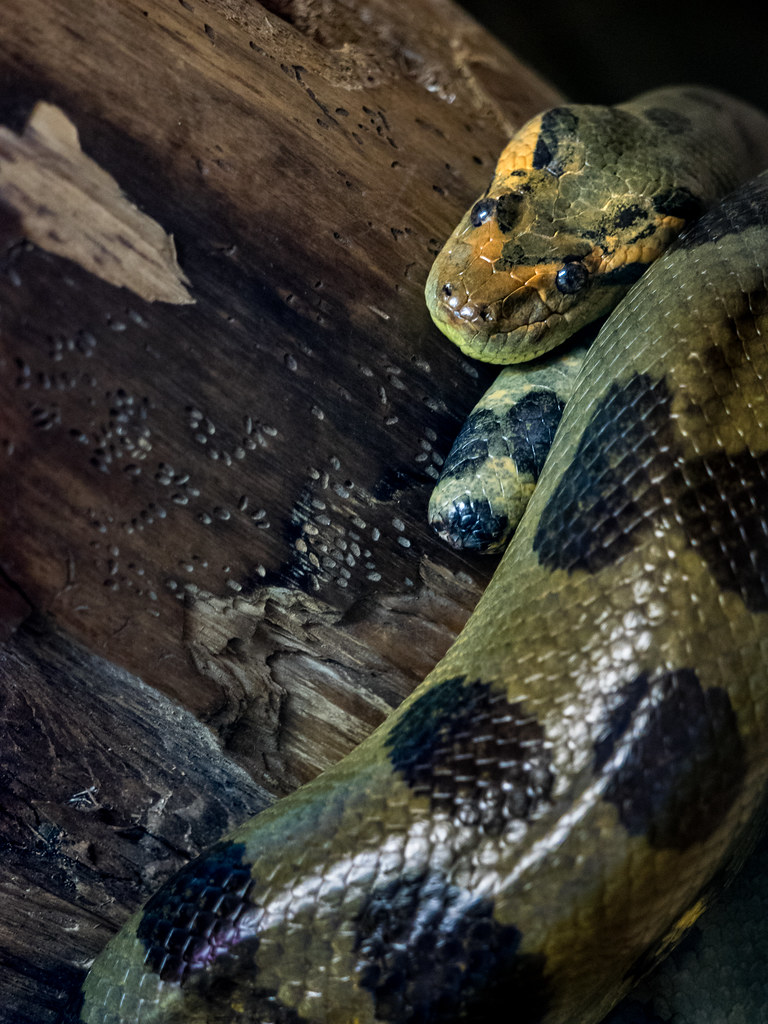 Znalezione obrazy dla zapytania ,,green anaconda"