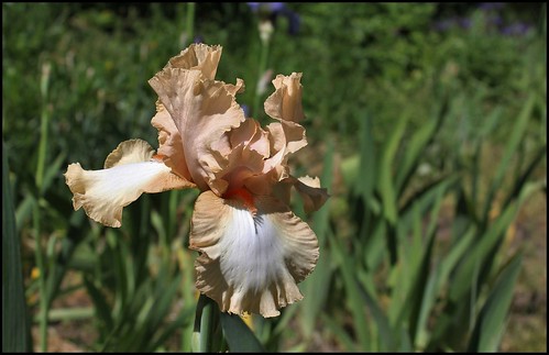 Iris Galipette du B
