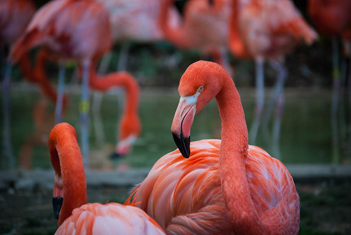 Bright Flamingo