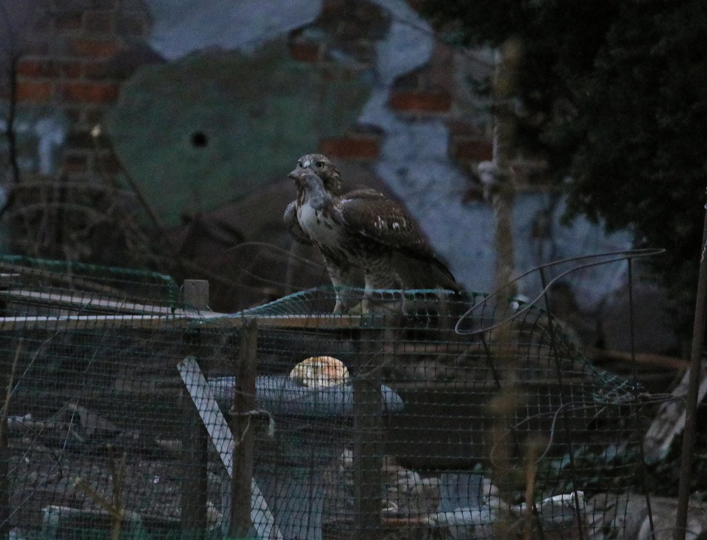 Red-tail catches mouse after sunset