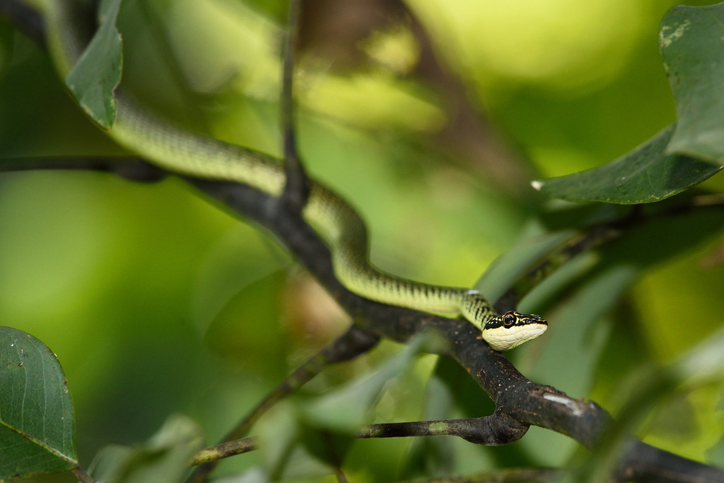 Golden Tree Snake, Chrysopelea ornata in Huai Kha Khaeng