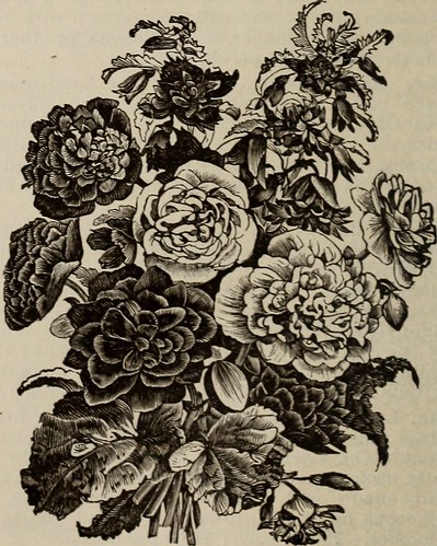 Image From Page 11 Of Quot Rhododendrons Roses Clematis Aza