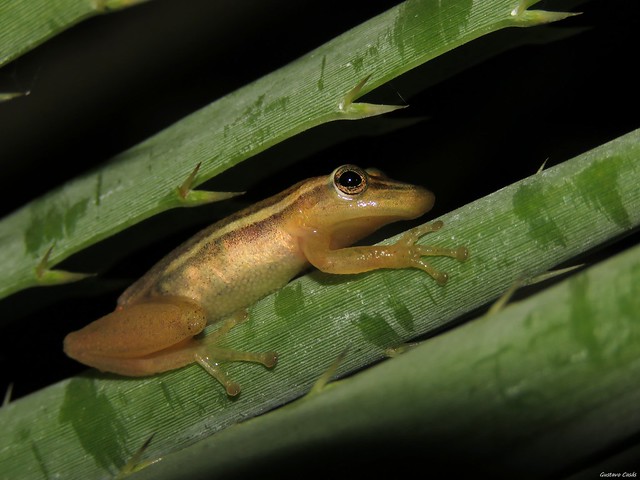 Ranita Hocicuda (Scinax squalirostris)