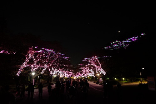 winter sakura illumination