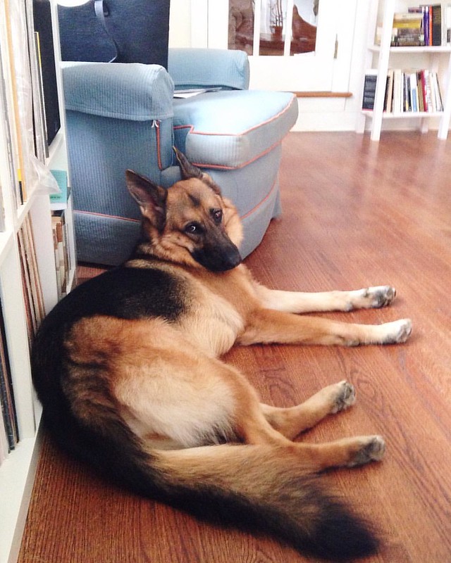 Totally blissed out, throwing so much shade #gsdofinstagram #germanshepherd #doglife #shade
